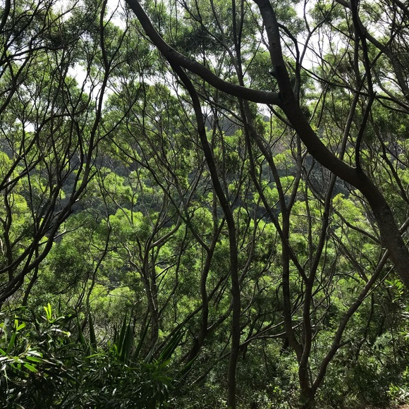 Meet your Posher, Ruby - Picture 1 of 1